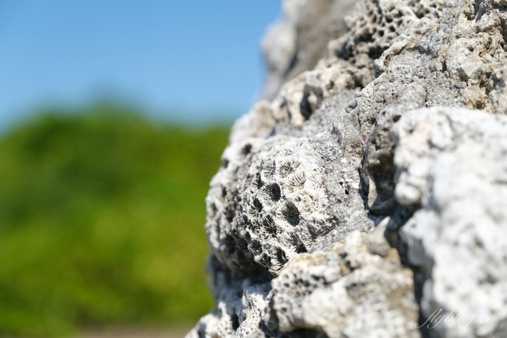 台東景點｜加路蘭遊憩區，東台灣最美的海岸線，台東免門票拍照好去處 @飛天璇的口袋
