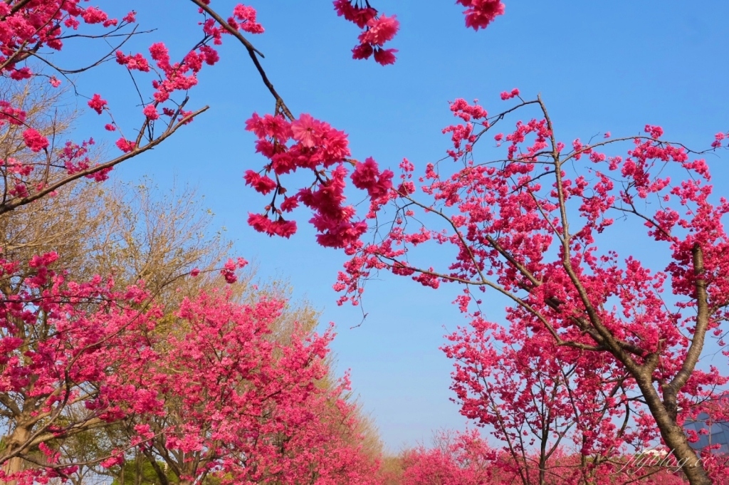 台中后里｜中科崴立櫻花公園．嬌艷桃紅八重櫻盛開超美，台中免費千坪賞櫻景點 @飛天璇的口袋