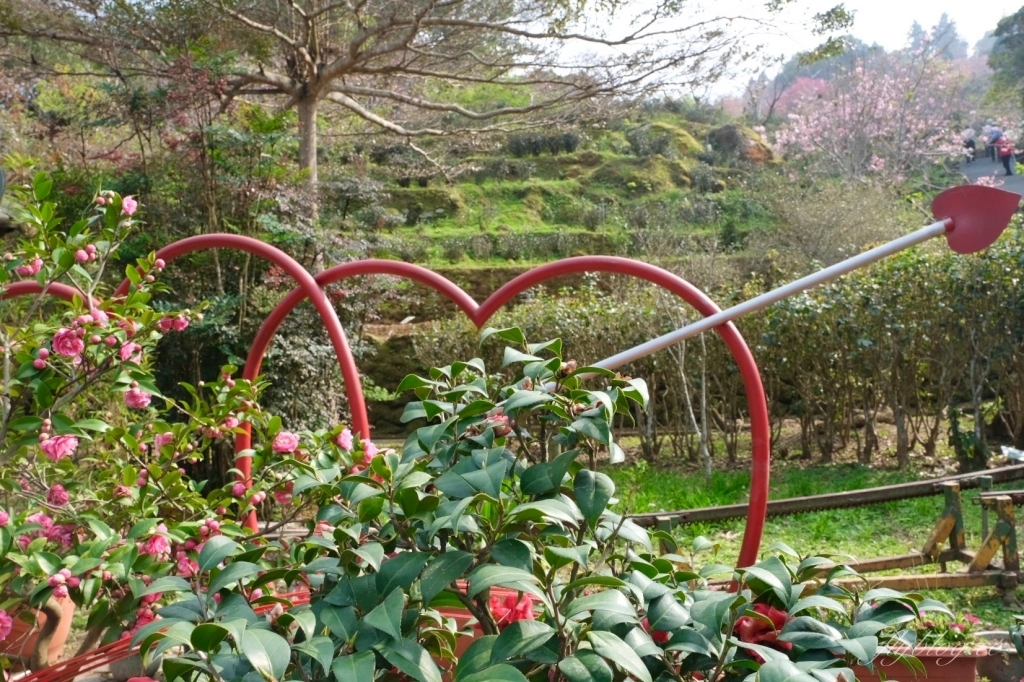 南投鹿谷｜台大茶園 鹿谷鳳凰自然教育園區．南投台大茶園櫻花季，散步浪漫河津櫻木棧步道 @飛天璇的口袋