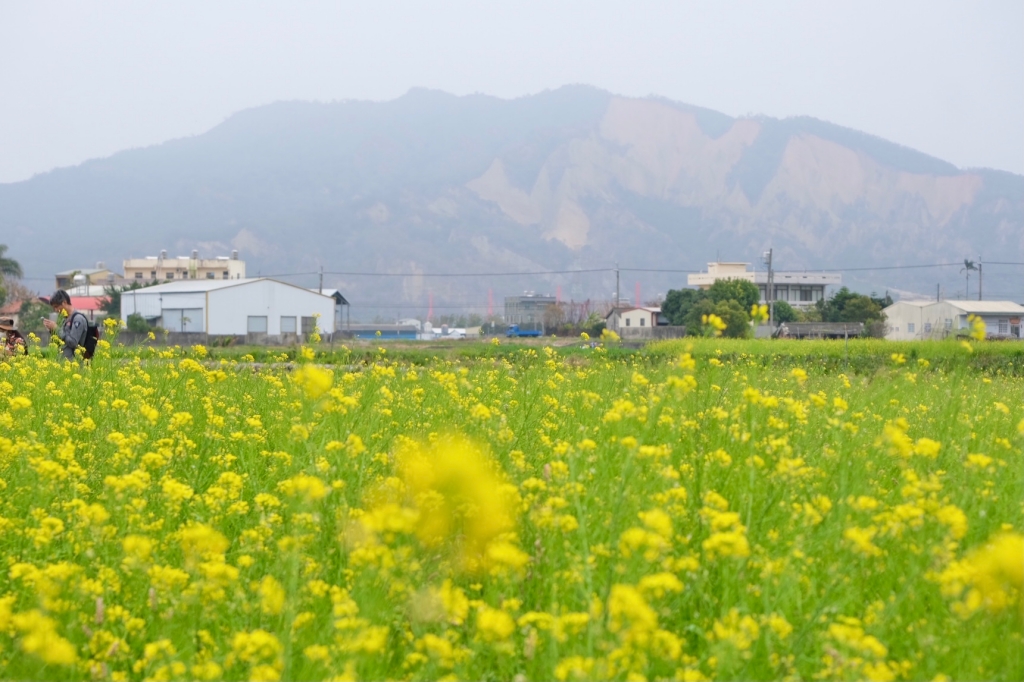 台中外埔｜土城落羽松秘境｜火炎山下200棵落羽松樹林，后里麗寶樂園附近的秘境 @飛天璇的口袋