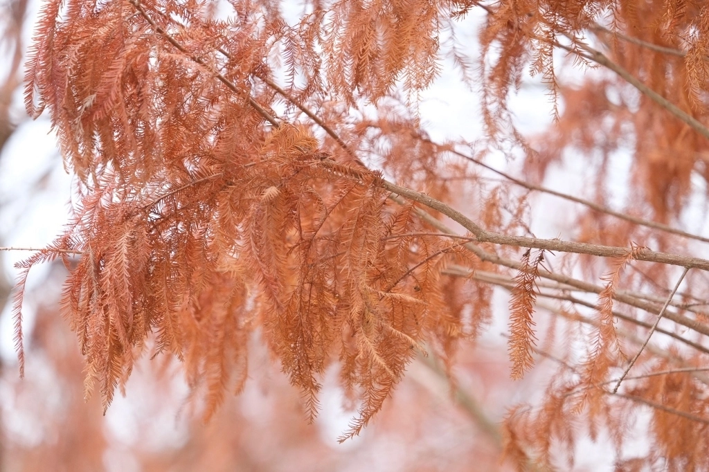 台中外埔｜土城落羽松秘境｜火炎山下200棵落羽松樹林，后里麗寶樂園附近的秘境 @飛天璇的口袋