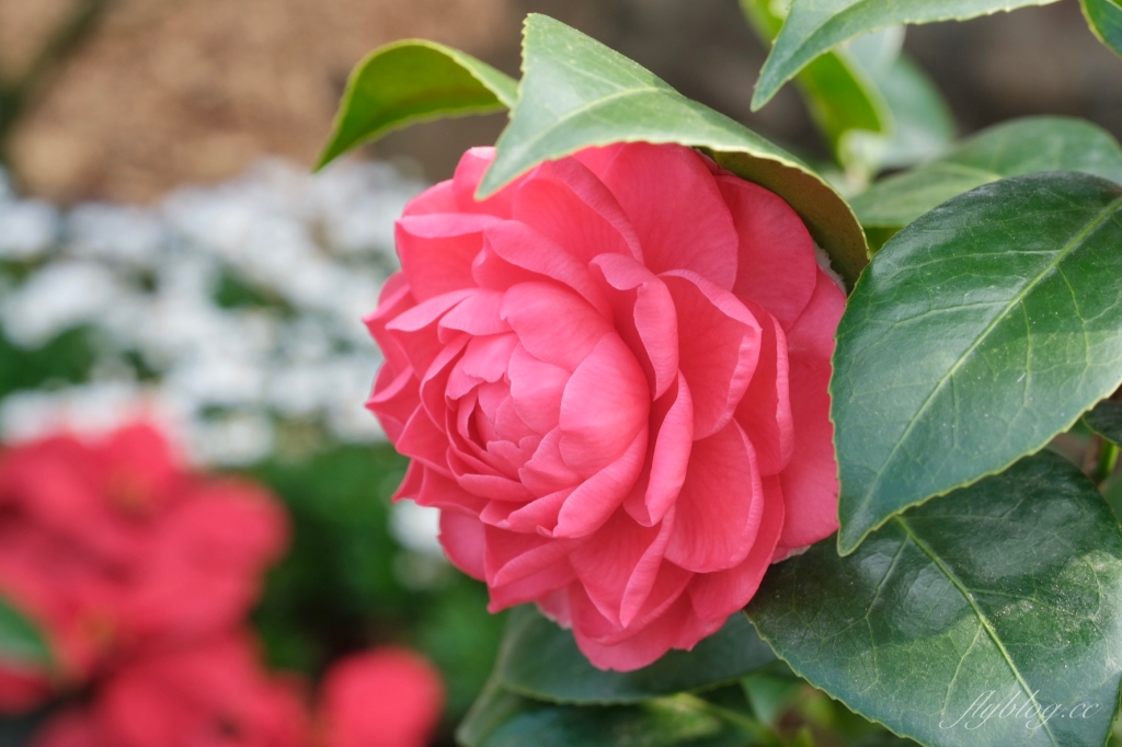 南投鹿谷｜台大茶園 鹿谷鳳凰自然教育園區．南投台大茶園櫻花季，散步浪漫河津櫻木棧步道 @飛天璇的口袋