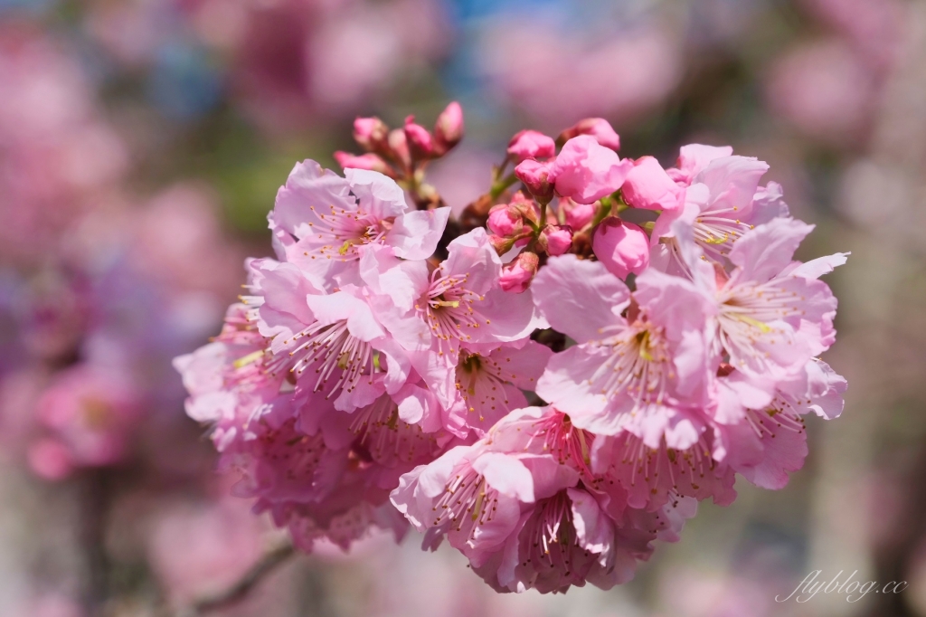 南投鹿谷｜台大茶園 鹿谷鳳凰自然教育園區．南投台大茶園櫻花季，散步浪漫河津櫻木棧步道 @飛天璇的口袋