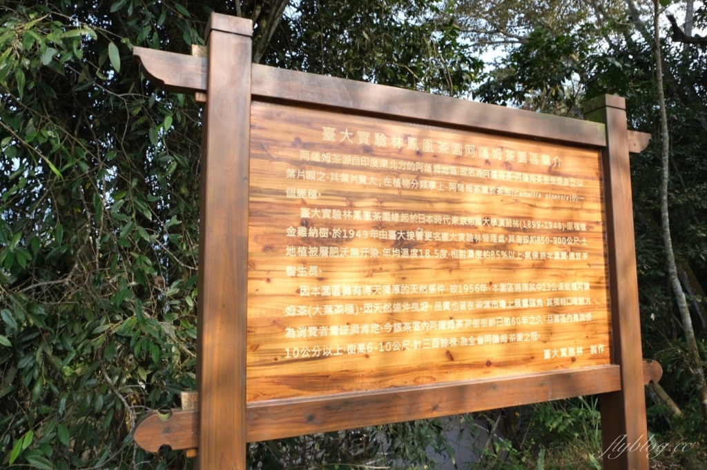 南投鹿谷｜台大茶園 鹿谷鳳凰自然教育園區．南投台大茶園櫻花季，散步浪漫河津櫻木棧步道 @飛天璇的口袋