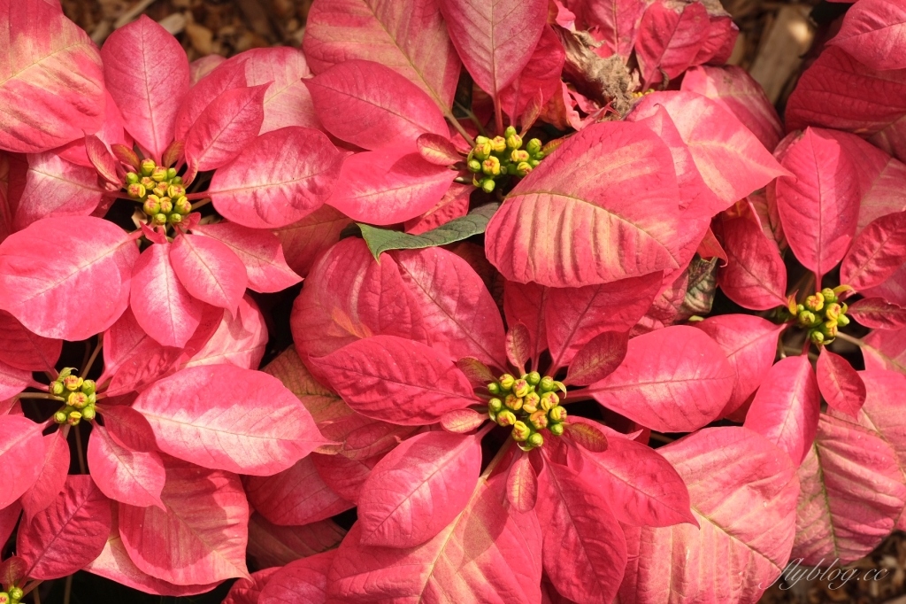 南投鹿谷｜台大茶園 鹿谷鳳凰自然教育園區．南投台大茶園櫻花季，散步浪漫河津櫻木棧步道 @飛天璇的口袋