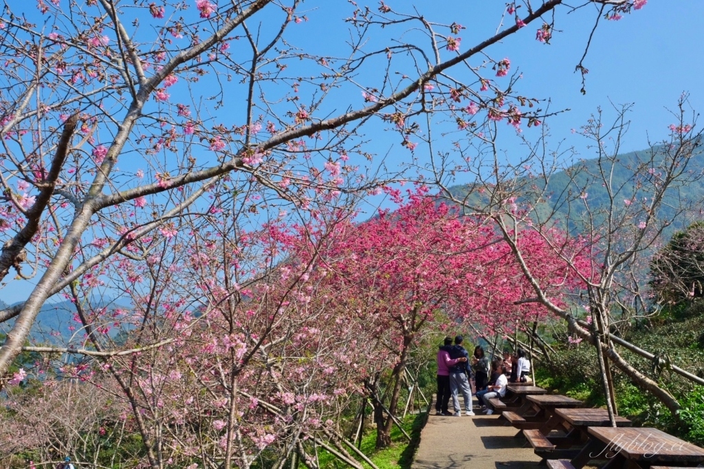 南投鹿谷｜台大茶園 鹿谷鳳凰自然教育園區．南投台大茶園櫻花季，散步浪漫河津櫻木棧步道 @飛天璇的口袋