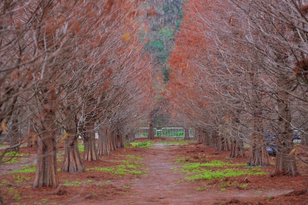 台中外埔｜土城落羽松秘境｜火炎山下200棵落羽松樹林，后里麗寶樂園附近的秘境 @飛天璇的口袋