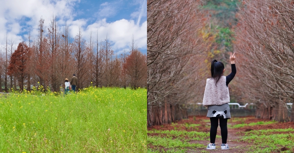 台中外埔｜土城落羽松秘境｜火炎山下200棵落羽松樹林，后里麗寶樂園附近的秘境 @飛天璇的口袋
