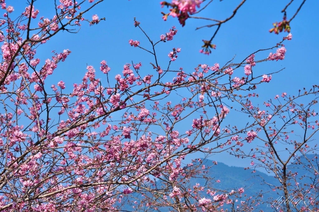 南投鹿谷｜台大茶園 鹿谷鳳凰自然教育園區．南投台大茶園櫻花季，散步浪漫河津櫻木棧步道 @飛天璇的口袋