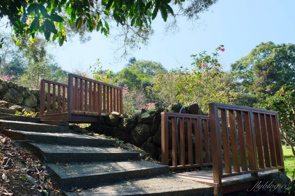 南投鹿谷｜台大茶園 鹿谷鳳凰自然教育園區．南投台大茶園櫻花季，散步浪漫河津櫻木棧步道 @飛天璇的口袋