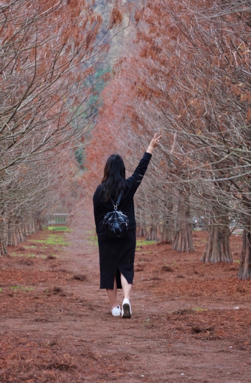 台中外埔｜土城落羽松秘境｜火炎山下200棵落羽松樹林，后里麗寶樂園附近的秘境 @飛天璇的口袋