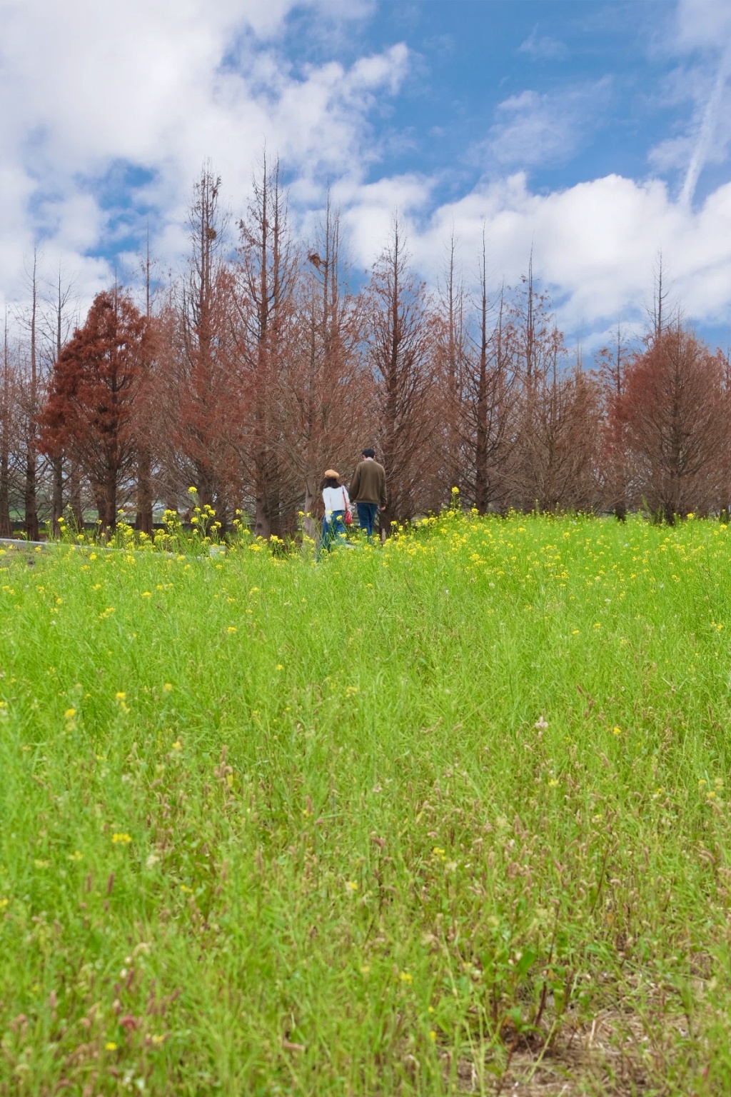 台中外埔｜土城落羽松秘境｜火炎山下200棵落羽松樹林，后里麗寶樂園附近的秘境 @飛天璇的口袋