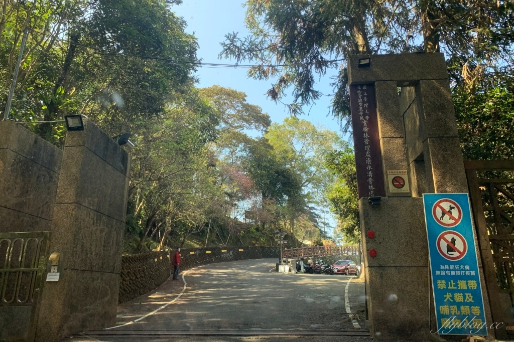 南投鹿谷｜台大茶園 鹿谷鳳凰自然教育園區．南投台大茶園櫻花季，散步浪漫河津櫻木棧步道 @飛天璇的口袋