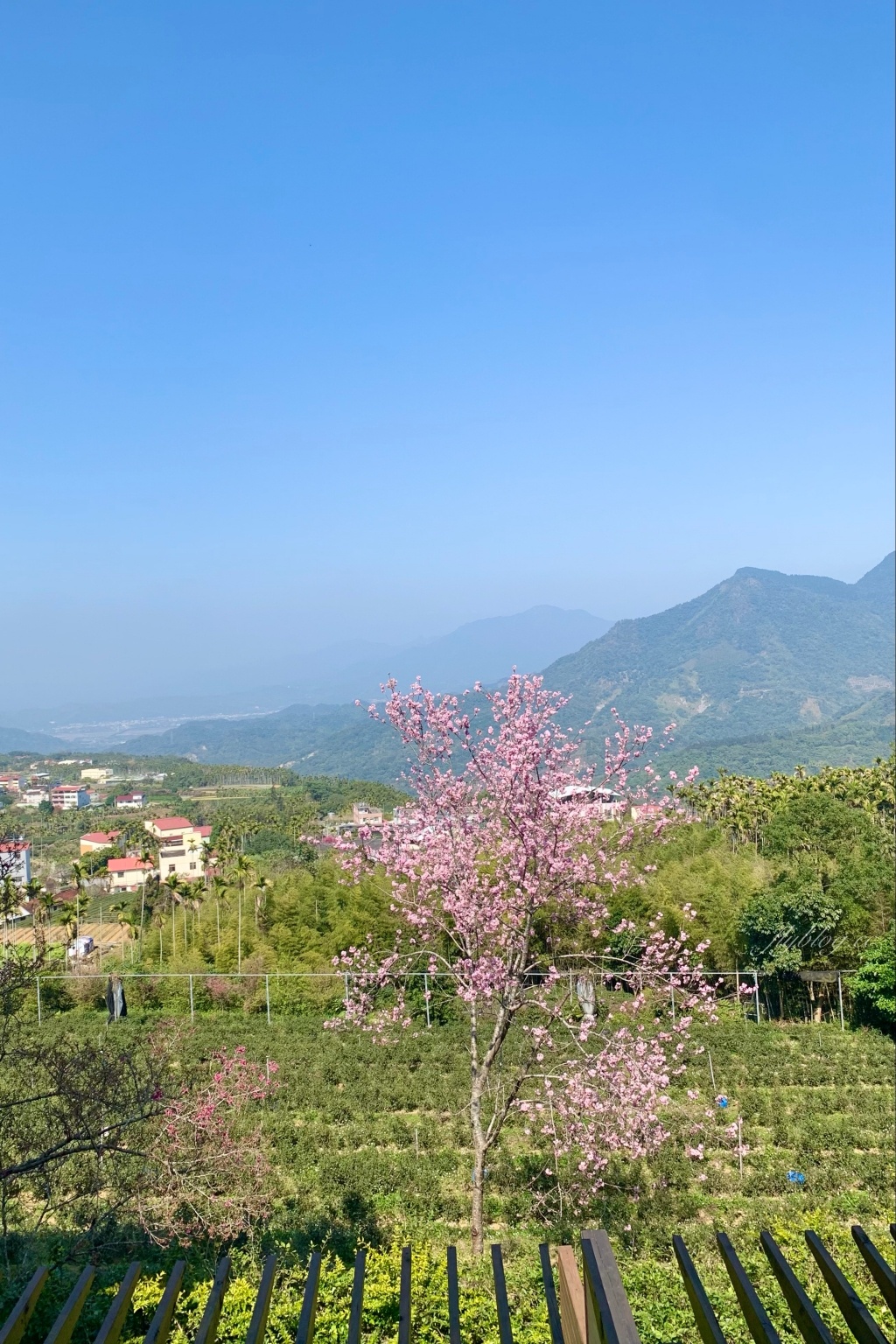 南投鹿谷｜台大茶園 鹿谷鳳凰自然教育園區．南投台大茶園櫻花季，散步浪漫河津櫻木棧步道 @飛天璇的口袋