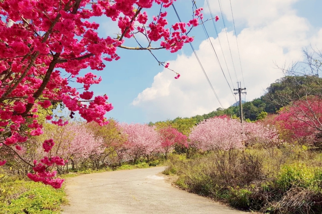 北天直轄院｜新社隱藏版櫻花林，分享2/18最新花況 @飛天璇的口袋