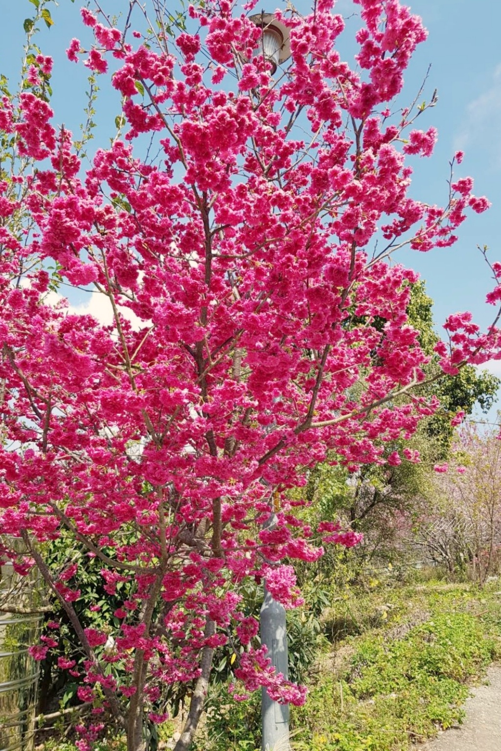 北天直轄院｜新社隱藏版櫻花林，分享2/18最新花況 @飛天璇的口袋