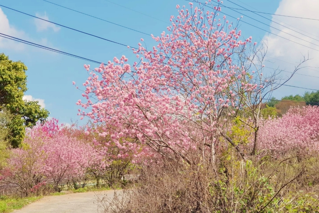 台中新社｜新社美食景點一日遊．30+新社景觀餐廳、旅遊景點、小吃美食、民宿推薦 @飛天璇的口袋