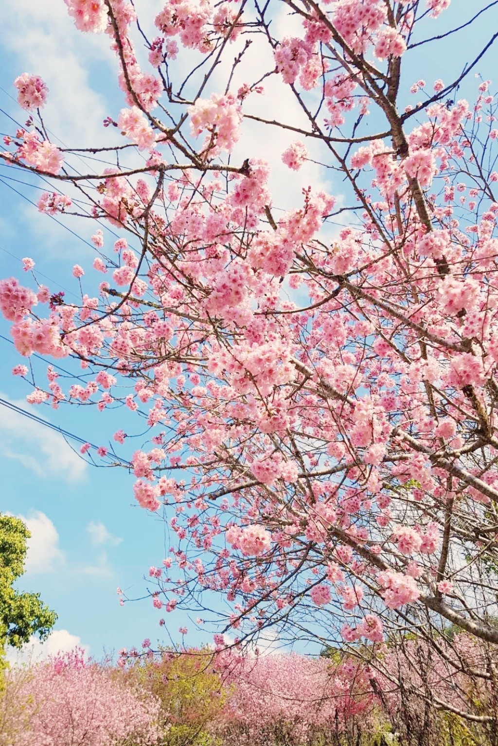 北天直轄院｜新社隱藏版櫻花林，分享2/18最新花況 @飛天璇的口袋