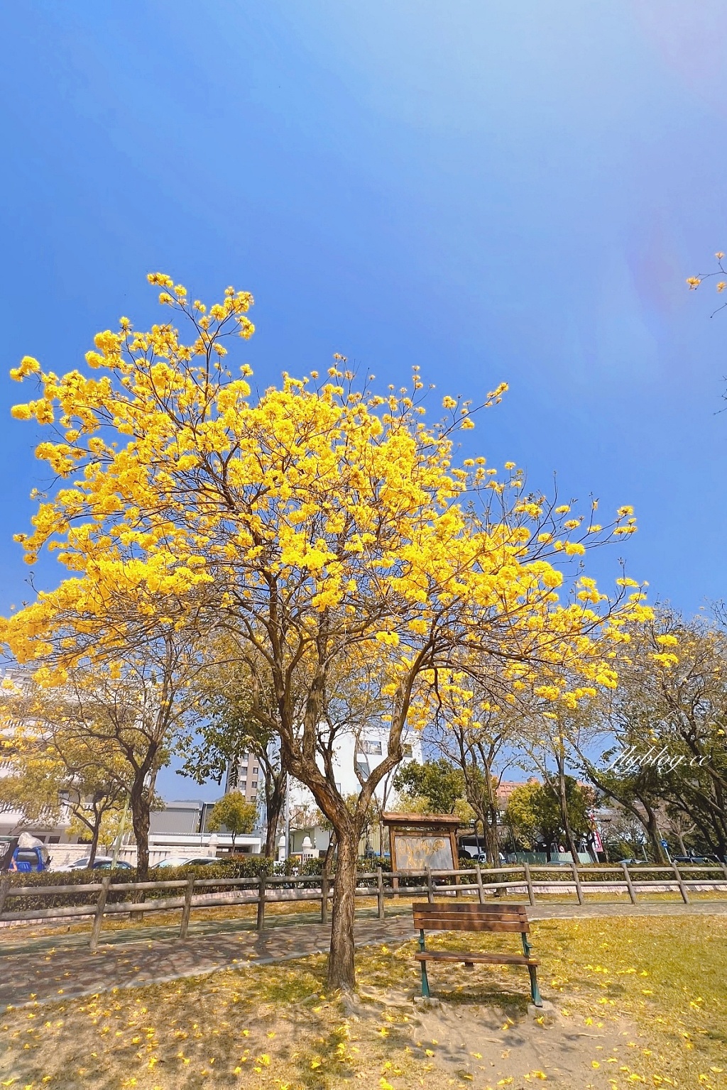 台中北屯｜廍子公園，黃花風鈴木季正美，金色璀燦從粉紅情人橋到公園一整片浪漫 @飛天璇的口袋