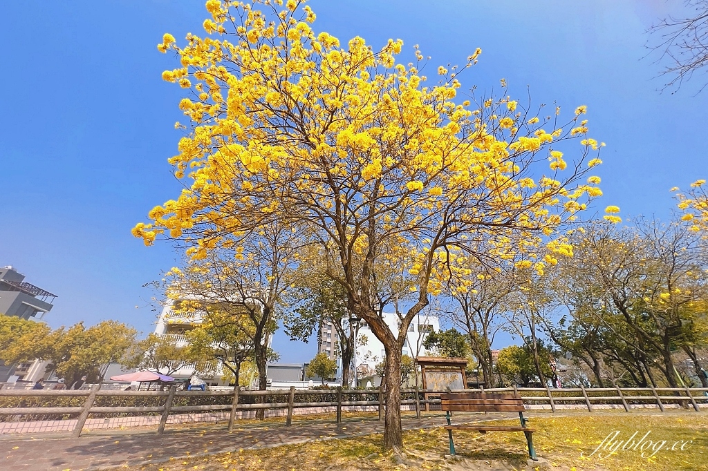台中北屯|廍子公園,黃花風鈴木季正美,金色璀燦從粉紅情人橋到公園一整片浪漫 @飛天璇的口袋 台中北屯|廍子公園,黃花風鈴木季正美,金色璀燦從粉紅情人橋到公園一整片浪漫 @飛天璇的口袋