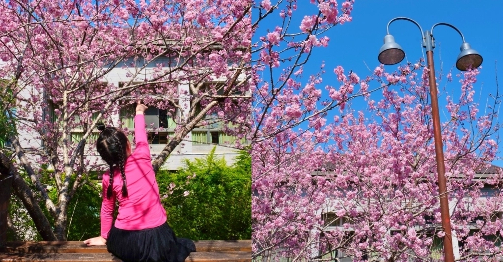 南投鹿谷｜台大茶園 鹿谷鳳凰自然教育園區．南投台大茶園櫻花季，散步浪漫河津櫻木棧步道 @飛天璇的口袋