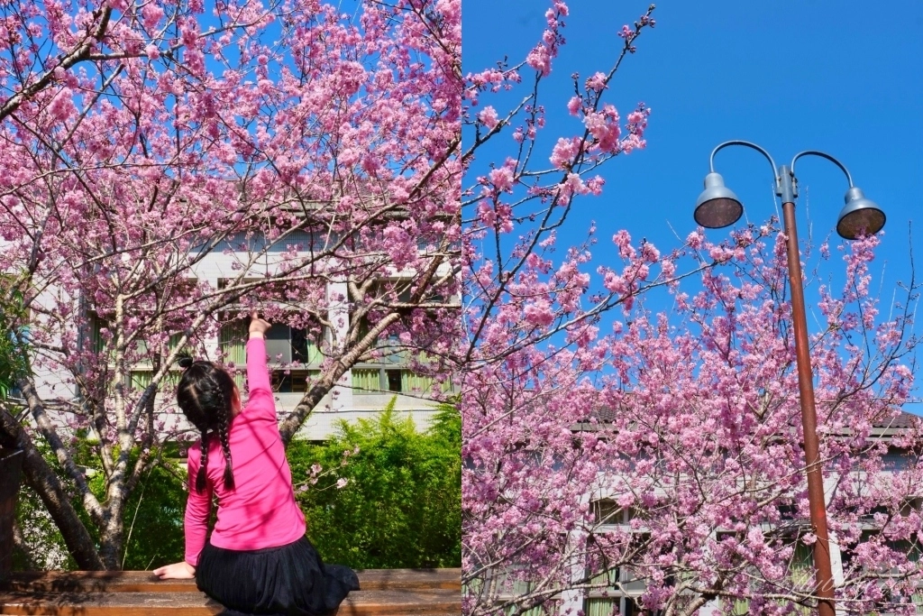 南投鹿谷｜台大茶園 鹿谷鳳凰自然教育園區．南投台大茶園櫻花季，散步浪漫河津櫻木棧步道 @飛天璇的口袋