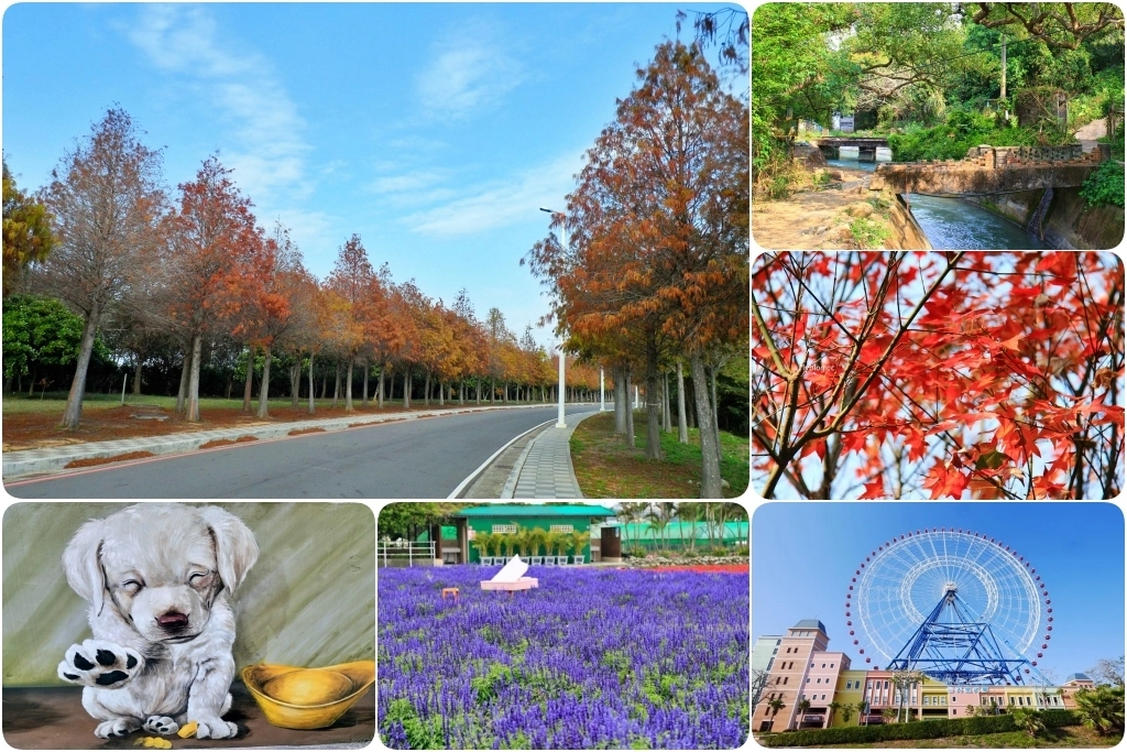 苗栗后里｜泰安落羽松．泰安羽粼落羽松，季節限定IG浪漫打卡秘境 @飛天璇的口袋