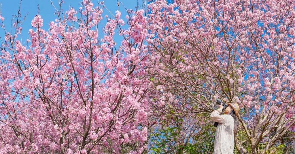北天直轄院｜新社隱藏版櫻花林，分享2/18最新花況 @飛天璇的口袋
