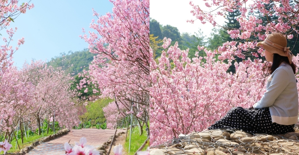 台中新社｜櫻花鳥森林．整片粉嫩香水櫻盛開中，可以租日式和服體驗 @飛天璇的口袋