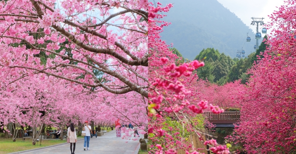 南投魚池｜2025九族文化村櫻花祭．唯一日本認證海外賞櫻名所，5000多株櫻花樹嬌艷動人 @飛天璇的口袋