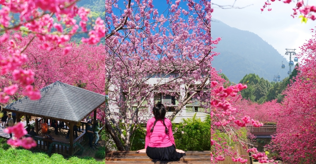 【台灣旅遊】2021櫻花季:中部10個賞櫻盛地花況,228連假櫻花追起來 @飛天璇的口袋 【台灣旅遊】2021櫻花季:中部10個賞櫻盛地花況,228連假櫻花追起來 @飛天璇的口袋
