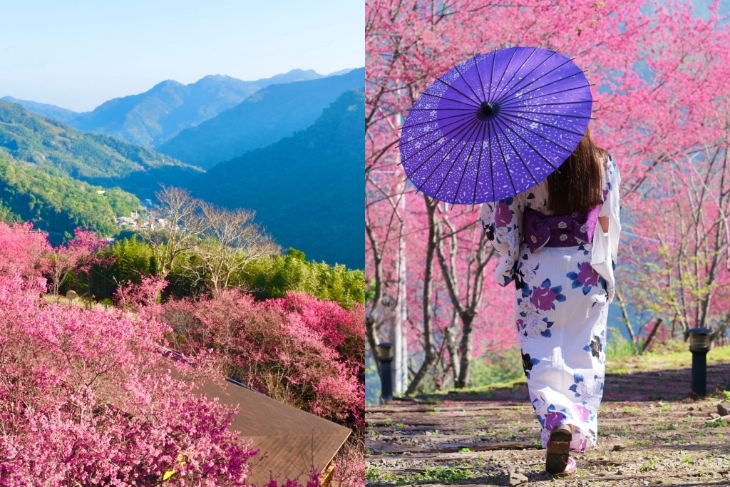 新竹五峰｜悅峰山莊，坐擁整片盛開山櫻花美景，新竹五峰豪華包棟民宿 @飛天璇的口袋