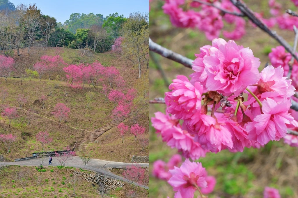 【台中北屯】2021大坑濁水巷櫻花林：分享2/19的最新花況(更新：園主表示今年沒有開放) @飛天璇的口袋