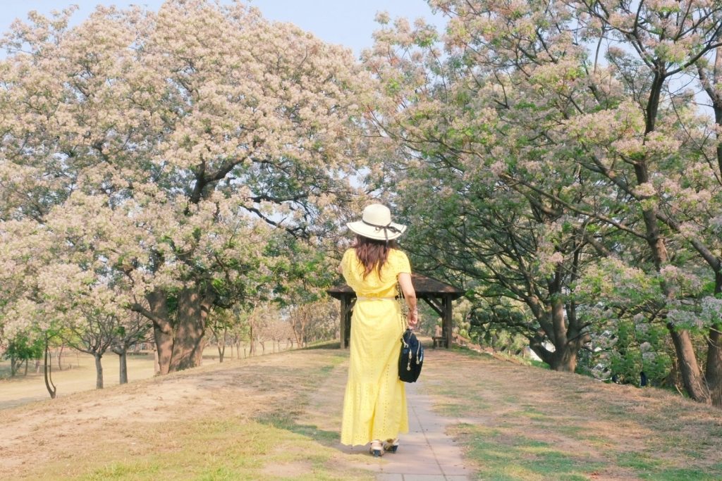 彰化景點｜大肚溪棒壘球場，彰化最美苦楝花秘境，漫步悠閒浪漫的紫色隧道 @飛天璇的口袋