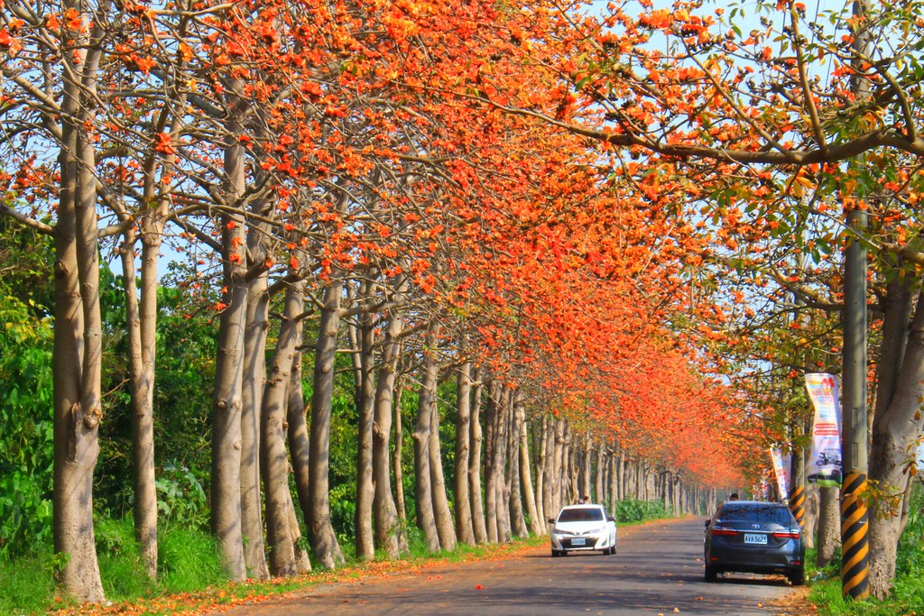 彰化埤頭｜東螺溪木棉花道，台灣最長木棉花道，600多株綿延1.5公里超壯觀 @飛天璇的口袋