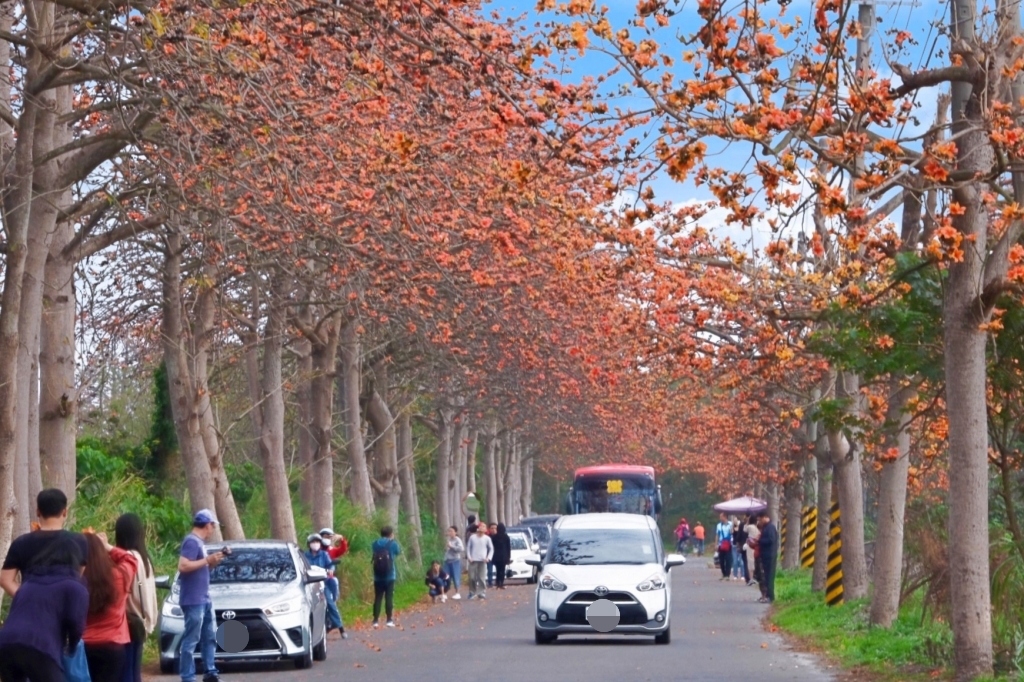 彰化埤頭｜東螺溪木棉花道，台灣最長木棉花道，600多株綿延1.5公里超壯觀 @飛天璇的口袋