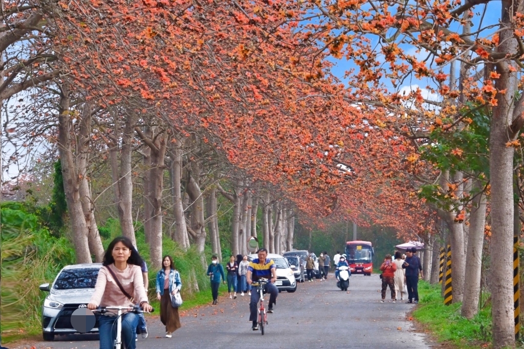 彰化埤頭｜東螺溪木棉花道，台灣最長木棉花道，600多株綿延1.5公里超壯觀 @飛天璇的口袋