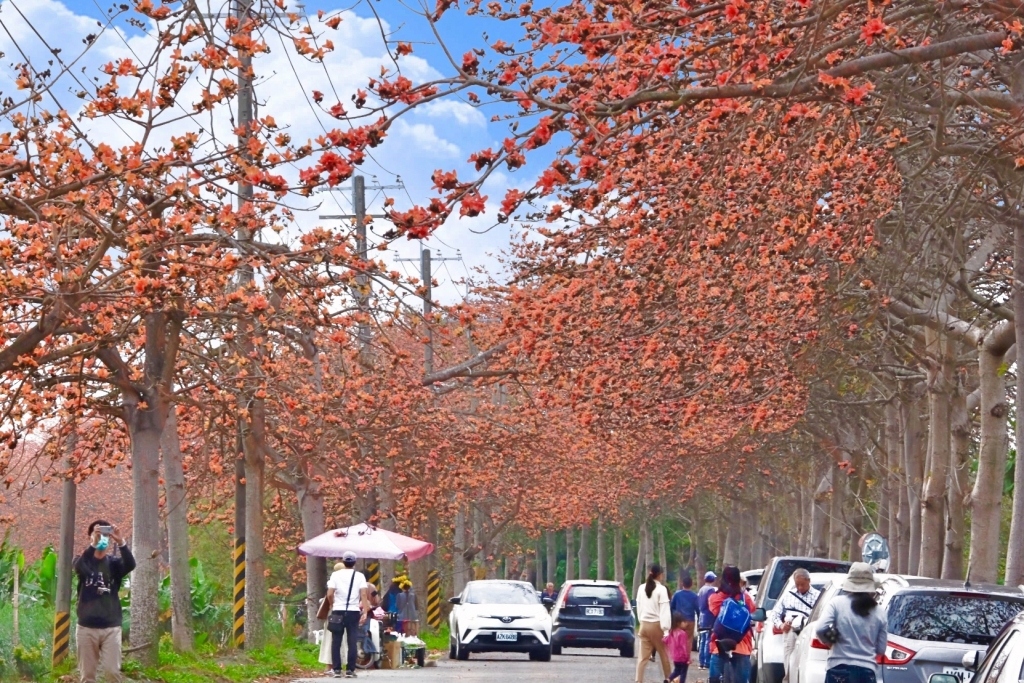 彰化埤頭｜東螺溪木棉花道，台灣最長木棉花道，600多株綿延1.5公里超壯觀 @飛天璇的口袋