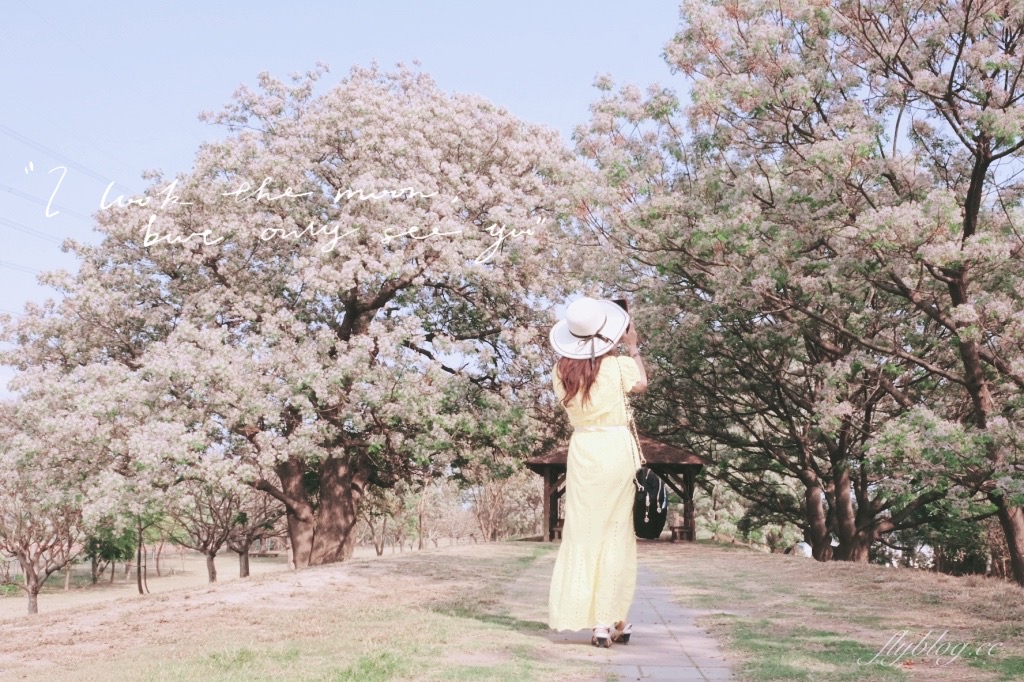 彰化景點｜大肚溪棒壘球場，彰化最美苦楝花秘境，漫步悠閒浪漫的紫色隧道 @飛天璇的口袋