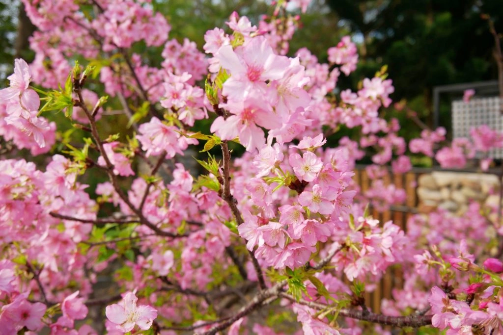 彰化社頭｜社頭一日遊．芭樂的故鄉，漫遊南彰化小鎮，社頭美食景點推薦 @飛天璇的口袋