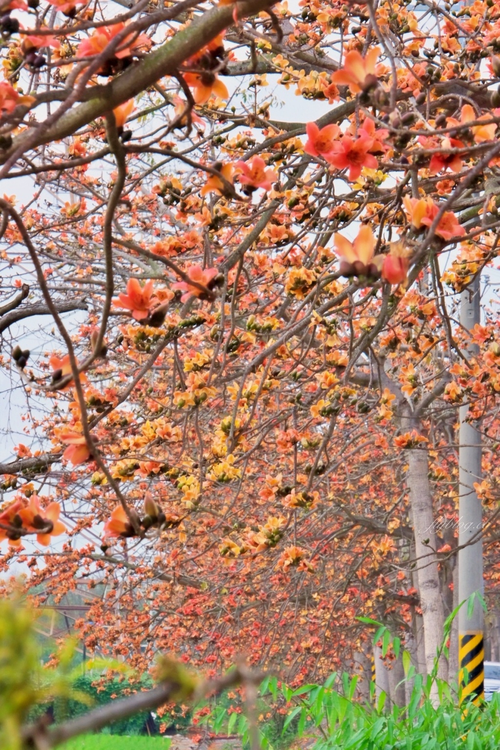 彰化埤頭｜東螺溪木棉花道，台灣最長木棉花道，600多株綿延1.5公里超壯觀 @飛天璇的口袋