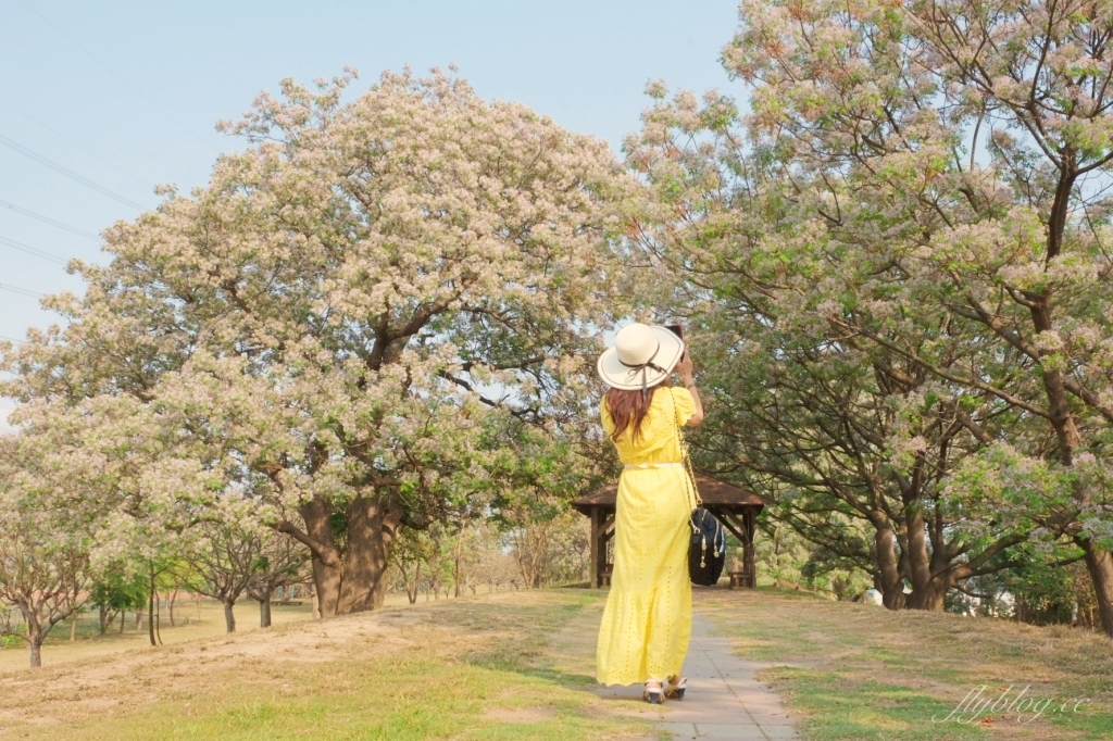 彰化景點｜大肚溪棒壘球場，彰化最美苦楝花秘境，漫步悠閒浪漫的紫色隧道 @飛天璇的口袋