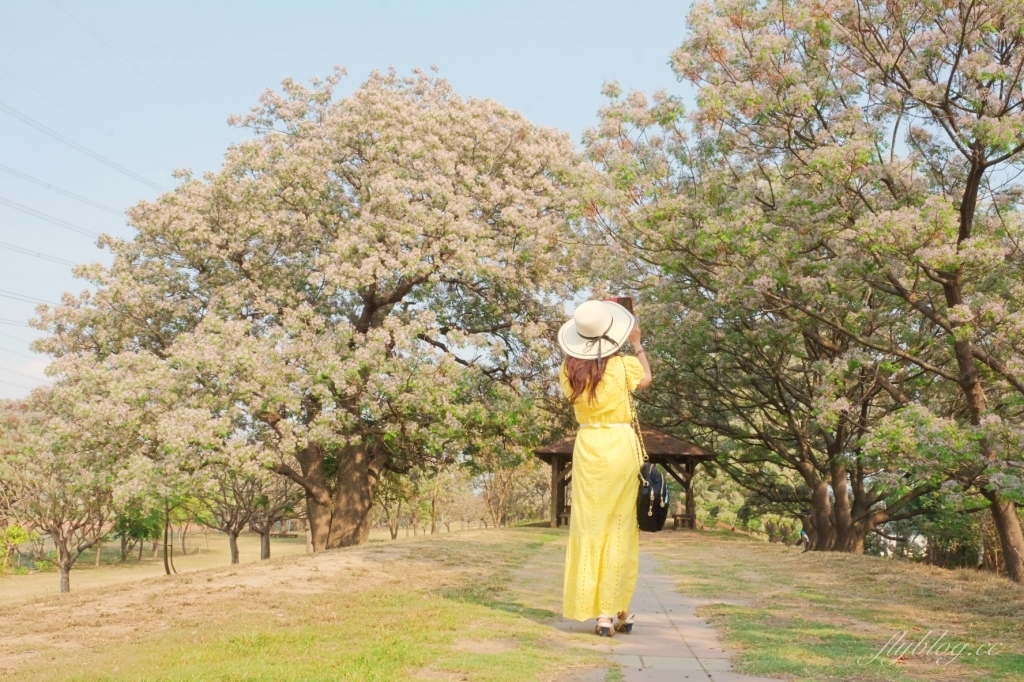 彰化景點｜大肚溪棒壘球場，彰化最美苦楝花秘境，漫步悠閒浪漫的紫色隧道 @飛天璇的口袋