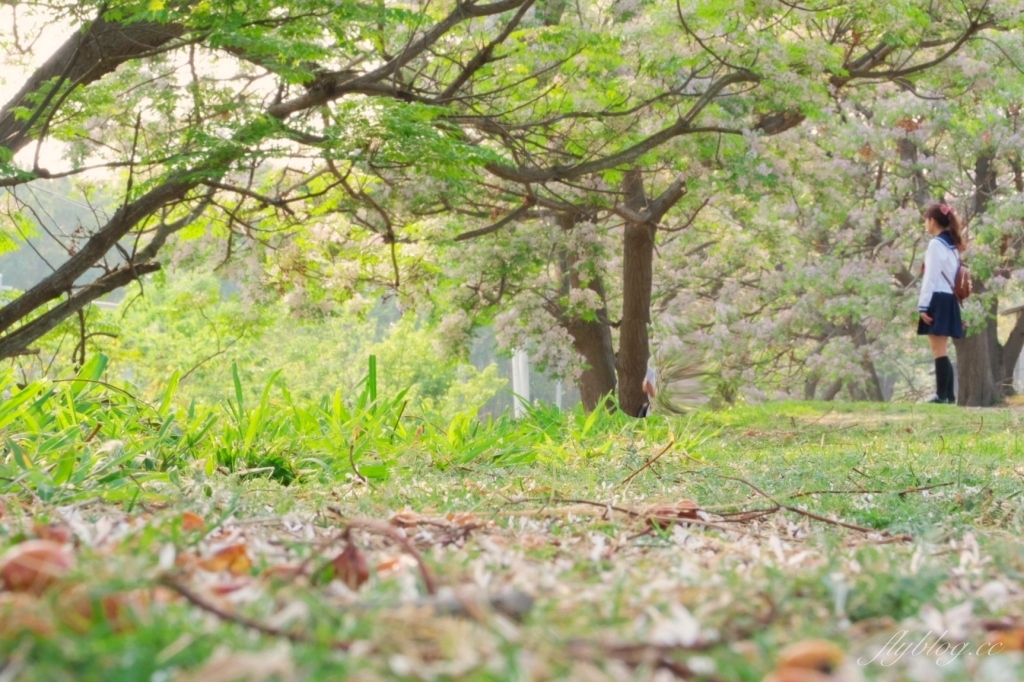 彰化景點｜大肚溪棒壘球場，彰化最美苦楝花秘境，漫步悠閒浪漫的紫色隧道 @飛天璇的口袋