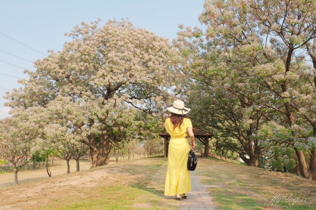 彰化景點｜大肚溪棒壘球場，彰化最美苦楝花秘境，漫步悠閒浪漫的紫色隧道 @飛天璇的口袋