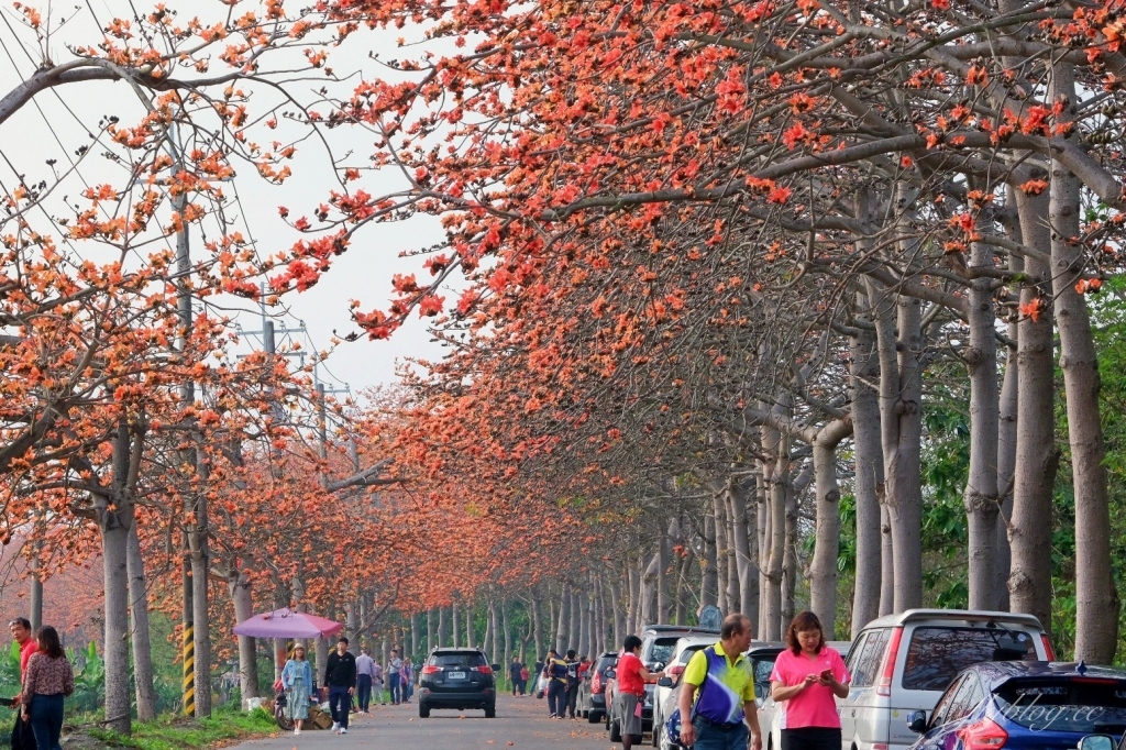 彰化埤頭｜東螺溪木棉花道，台灣最長木棉花道，600多株綿延1.5公里超壯觀 @飛天璇的口袋