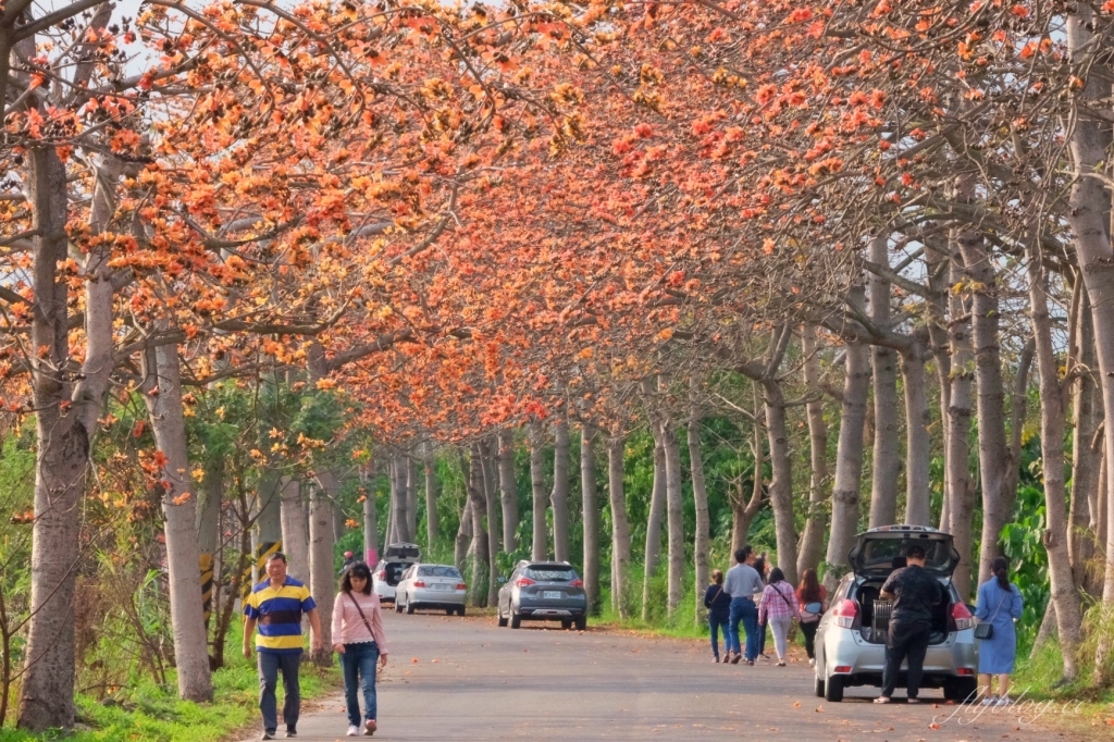 彰化埤頭｜東螺溪木棉花道，台灣最長木棉花道，600多株綿延1.5公里超壯觀 @飛天璇的口袋