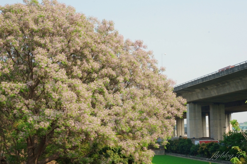 彰化景點｜大肚溪棒壘球場，彰化最美苦楝花秘境，漫步悠閒浪漫的紫色隧道 @飛天璇的口袋