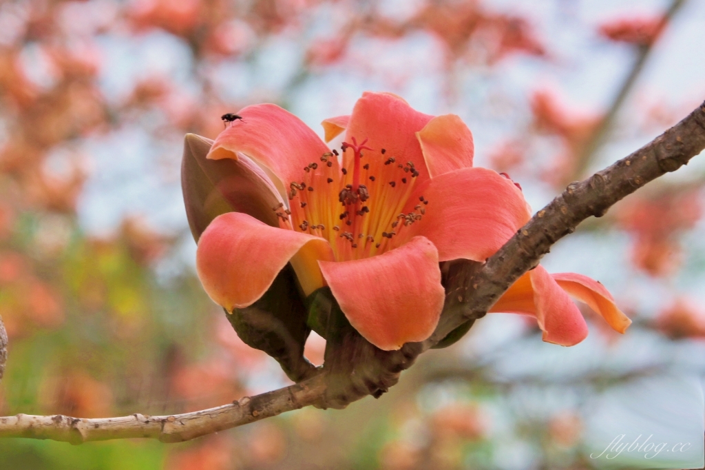彰化埤頭｜東螺溪木棉花道，台灣最長木棉花道，600多株綿延1.5公里超壯觀 @飛天璇的口袋