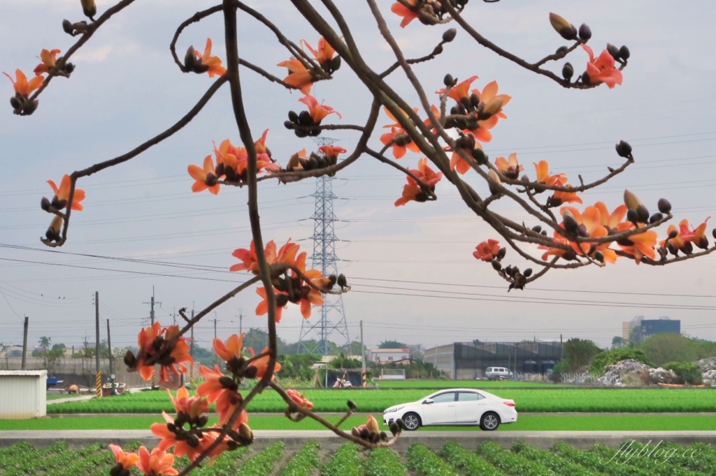 彰化埤頭｜東螺溪木棉花道，台灣最長木棉花道，600多株綿延1.5公里超壯觀 @飛天璇的口袋